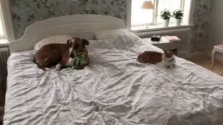 Alfonso taking his chance to lay in bed 😊