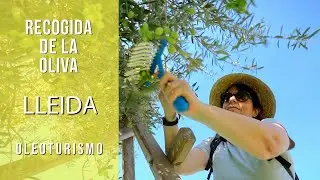 LLEIDA, recogida de las olivas / aceitunas. Que hacer, actividades de oleoturismo.