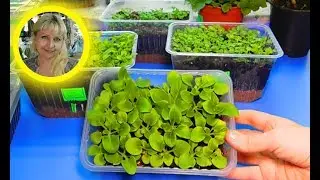 🌹🌹🌹САМЫЙ УДАЧНЫЙ СПОСОБ ВЫРАЩИВАНИЯ ПЕТУНИИ ! Посев семян и уход за сеянцами
