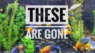 These Are Gone! Selling my sexy fish.. BUT WHY?