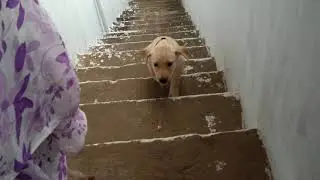 🔥7 week  Labrador puppy climbing stairs for the first time 😘| cute puppy | Labrador charvi