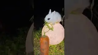 Sweetyyy !! #cute #rabbit #You Must Know #viral story #Wonderbot