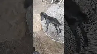 cute little baby goat #shorts