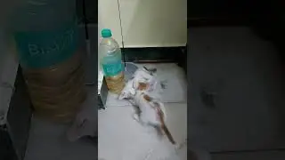 VICKY BABIES are Playing.  Anyone Interested for Adoption.Pls Msg.