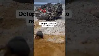 Octopuses are like ninjas 🥷 