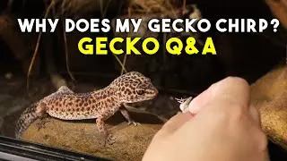 Feeding Geckos & Answering YOUR Questions!