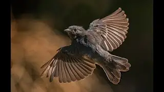 Canon R5 Mark II  Owner's Hands on - Birds