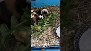 5 verwaiste Meerschweinchenbabys