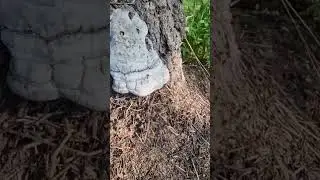 Подмосковье на максималках
