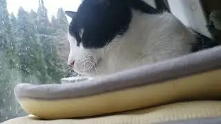 My cat gets excited for birds