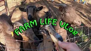 FARM LIFE Vlog1-Tending GOATS and life on the farm