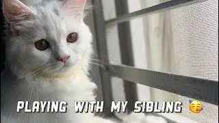 Taco and Shero playing together