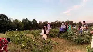 İzmit Belediyesi Aronya Meyvesi Hasadı