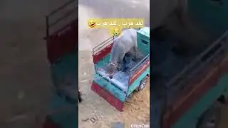 لقد هرب ..لقد هرب !!🤣 أول يوم عيد الاضحى 😭😂 #العيد_الكبير #عيدالاضحى #اضحية #عجل #هروب #عجول #العيد
