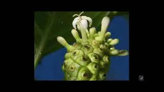 La Morinda Cirifolia webinar del Dr. Savera