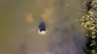 Alligator wants the drone
