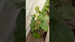 🥒🥒Что с огурцами?? 🥒