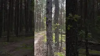 🌳🔉Forest sounds