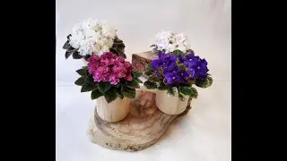 РС-Боярыня, РС-Британия, РС-Египтянка, РС-Королевич.