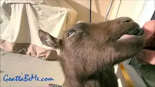 Baby Goat Loves Her Face Tickled!