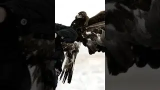 Орел атаковал вора! 😱 