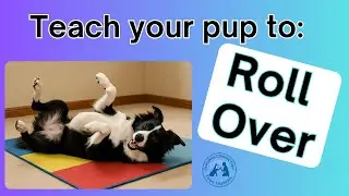 Teach “Roll Over” to Your Dog in 3 Easy Steps!