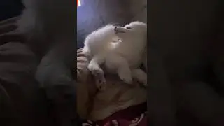 #samoed