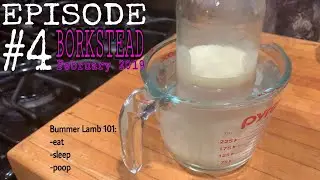 Bummer Lamb 101: Eat, Sleep, Potty.