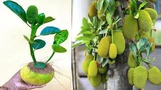 Great Grafting Jackfruit tree cutting at home