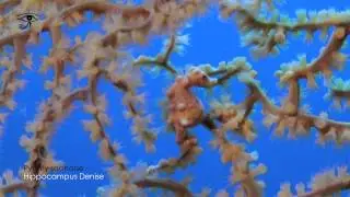 Diving in Moalboal Cebu Philippines HD
