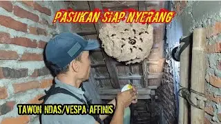 TAWON NDAS, ENGANG//TAWON VESPA AFFINIS YANG PALING BERBAHAYA//LUBANGNYA BANYAK
