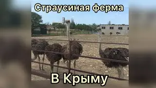 Страусиная ферма в Крыму