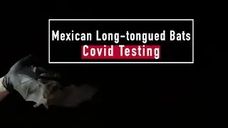 Bats & COVID Testing