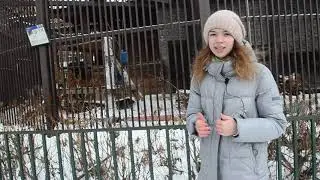 Тигры Екатеринбургского зоопарка