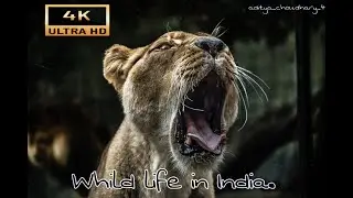 4K VIDEO (ULTRAHD) WILDLIFE ANIMALS In India | NATURE RELAXATION FOR  4K .