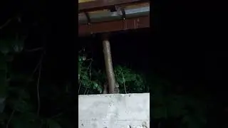 енот краснодарского края!