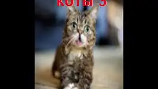 коты 3