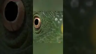 Игуаны на островах Тихого океана | #animals #природа #wildlife #рептилии