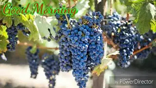 New Good Morning Video...Wishes...Whatsapp | Summer Special |
