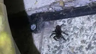 Tube Web Spider Catches And Kills A Spider
