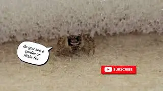 Optical illusion fox or spider