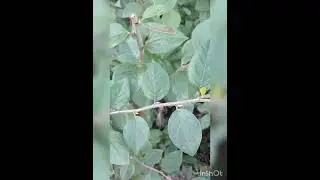 доброе утро 29 августа помедитируем рассматривая растения на Дзержинке😉😊😊😊😊