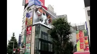 A billboard with a huge 3D cat meowing on a shopping mall in Tokyo