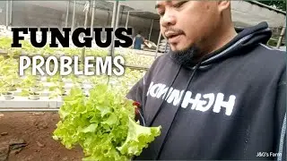FUNGUS in Lettuce without Pesticide and Fungicide
