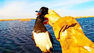 Весенняя охота. Много гуся. Огромное количество Хохлатой чернети.