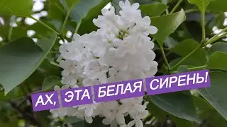 Обыкновенная сирень - обыкновенное чудо