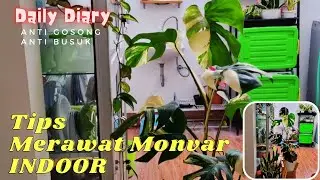 Tips Merawat Monvar Indoor di dalam Rumah