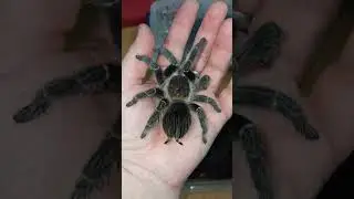 Продаются малыши птицееда ласиодора парахибана!