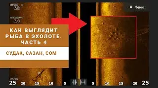 Как выглядит рыба в эхолоте? Часть 4. Судак, сазан, сом.