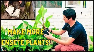 How to make more Ensete Banana plants: Propagation Guide